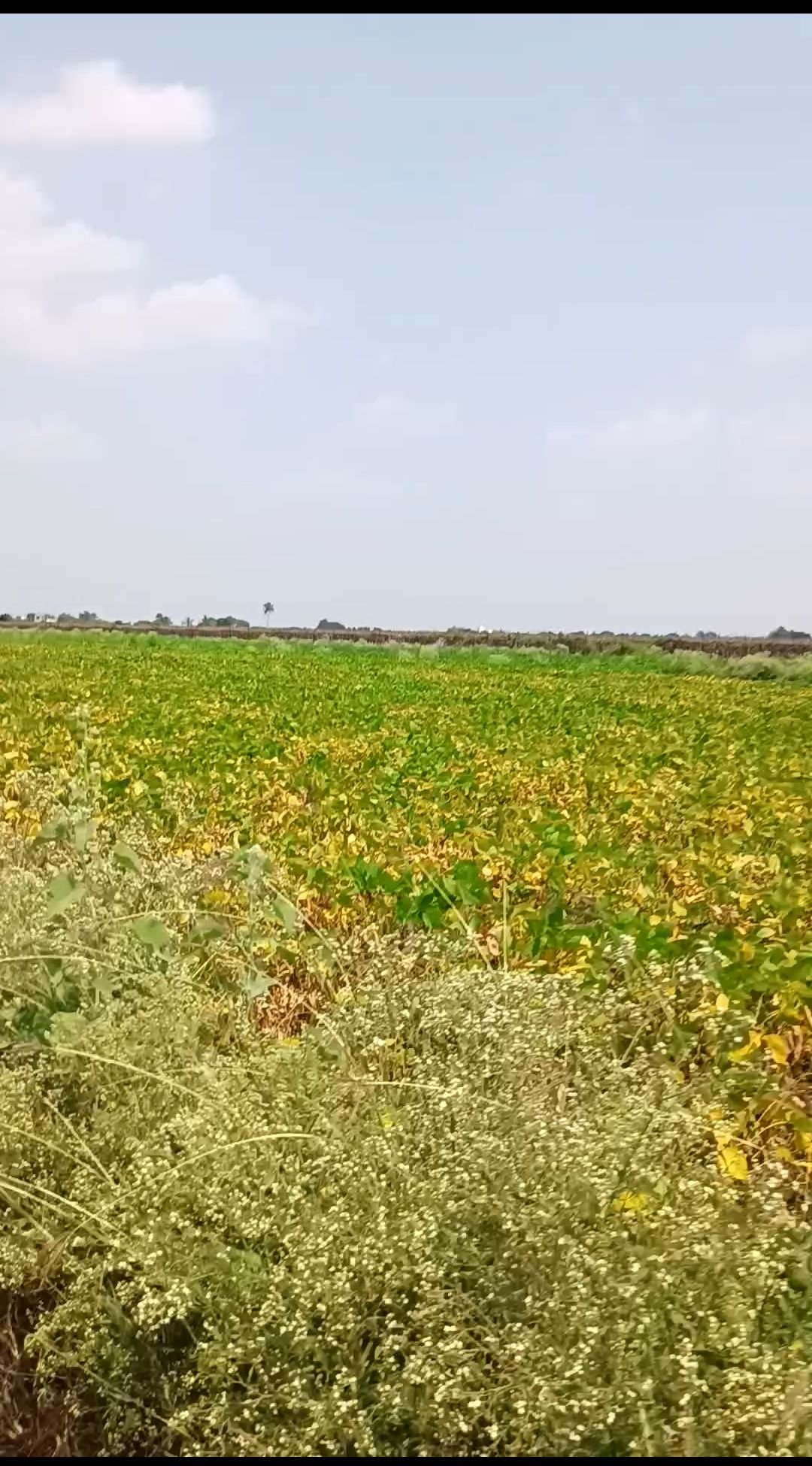 हिरव्यागार पिकांनी व्यापलेली शेतजमीन